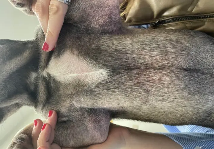 Pelle arrossata e irritata sul ventre di un cane, possibile sintomo di malassezia. Mani con smalto rosso accarezzano il pelo.