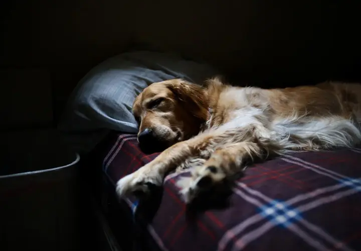 Złoty retriever śpi na kocu w kratę, opierając głowę na poduszce. Czy psy śnią? Ten pies wygląda, jakby miał piękne sny.