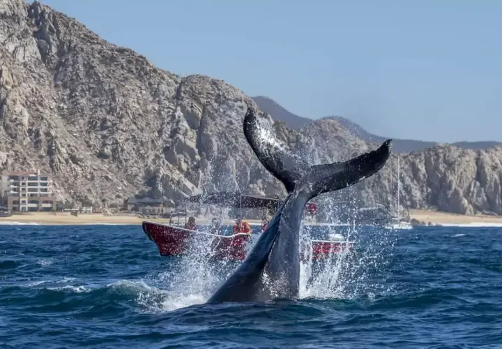 Cola de ballena emerge del agua salpicando, con un barco turístico de fondo. Un emocionante avistamiento de ballenas en un día soleado.