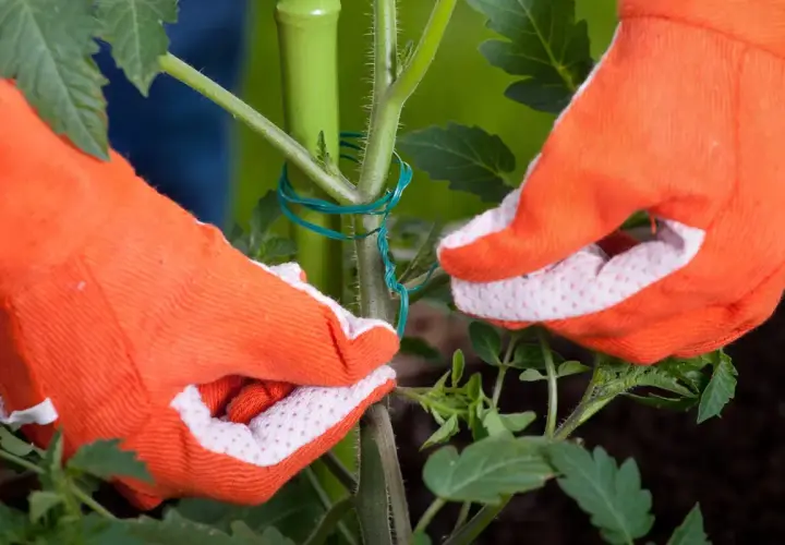 Mains gantées d'orange attachent une tige de tomate à un tuteur vert. Apprenez comment tuteurer les tomates pour une meilleure croissance.
