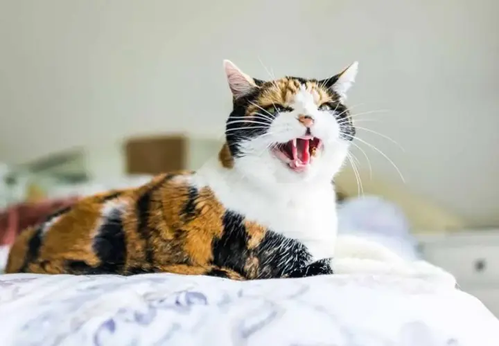 Gato tricolor con pelaje atigrado y blanco, con la boca abierta y dientes visibles, parece que mi gato bufa al nuevo gatito.