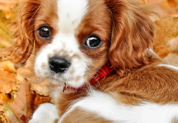 Uroczy szczeniak Cavalier King Charles Spaniel z błyszczącymi oczami, otoczony jesiennymi liśćmi. Jego jaskra u psa jest widoczna na czerwonej obroży.
