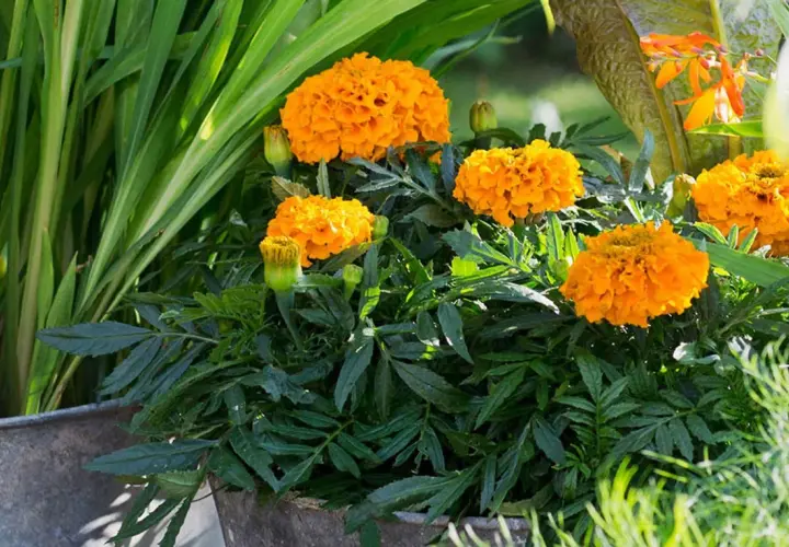 En kruka fylld med fluffiga, orange så tagetes blommor. Gröna blad och gräs omger de soliga blommorna.
