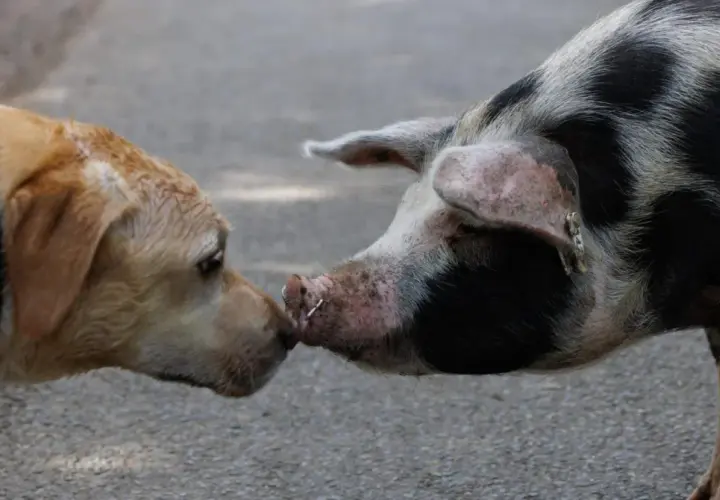 Un chien et un cochon se reniflent le museau, une rencontre inattendue entre un chien et un cochon.