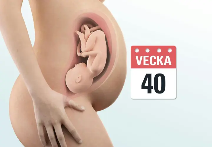 Gravid mage med foster inuti. Kalender visar vecka 40, fullgången tid.