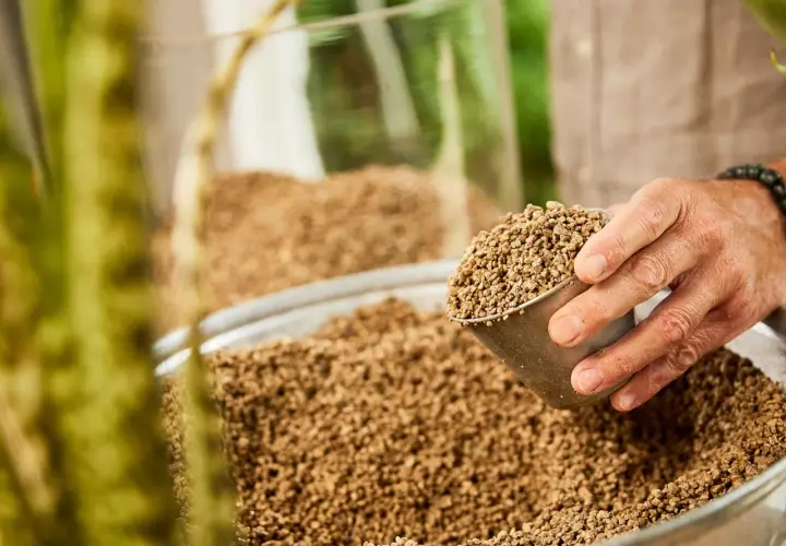 Dłoń wsypuje do dużej misy drobne, brązowe granulki. To idealne podłoże mineralne dla roślin, które zapewni im doskonały drenaż i napowietrzenie.