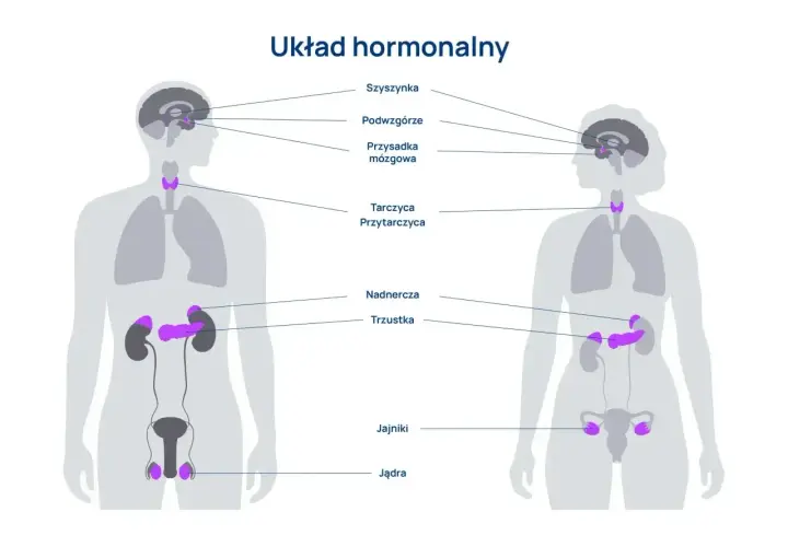 Schemat układu hormonalnego człowieka, pokazujący lokalizację gruczołów: szyszynki, podwzgórza, przysadki, tarczycy, przytarczyc, nadnerczy, trzustki, jąder i jajników.