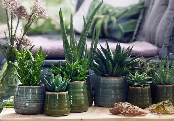 Kolekcja sukulentów, w tym aloes drzewiasty, w ceramicznych doniczkach.