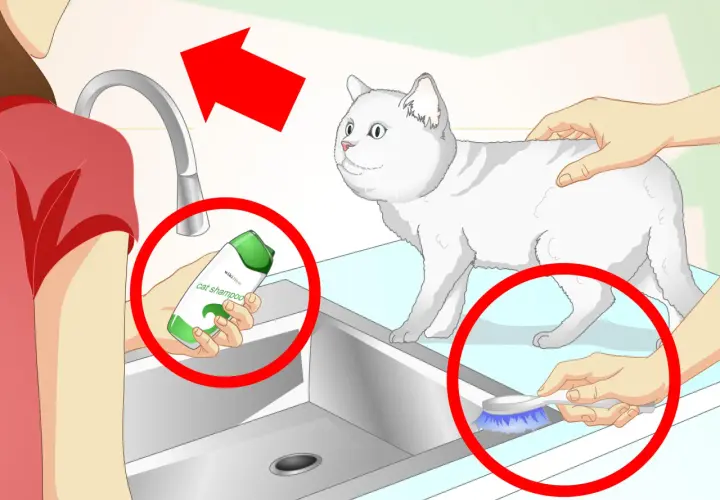 Guía visual para saber como bañar a un gato: se muestra champú para gatos, un cepillo y un gato blanco.