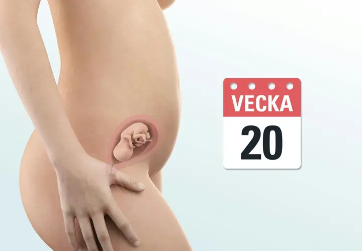 Gravid vecka 20. En illustration visar en gravid mage med ett foster inuti. En kalender visar "VEKKA 20".