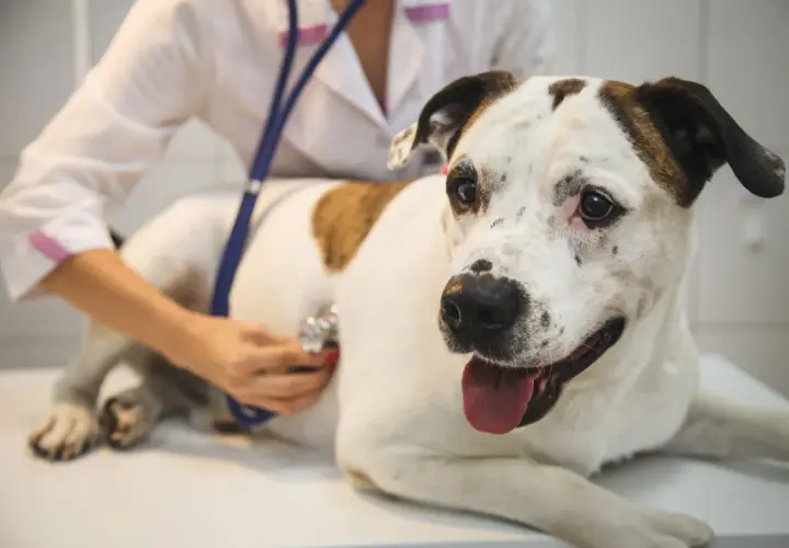 A veterinarian listens to a dog's chest with a stethoscope, checking for signs of an enlarged heart in dogs.