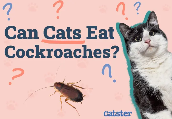 A black and white cat looks curiously at a cockroach, with the text "Can Cats Eat Cockroaches?" and question marks scattered around.