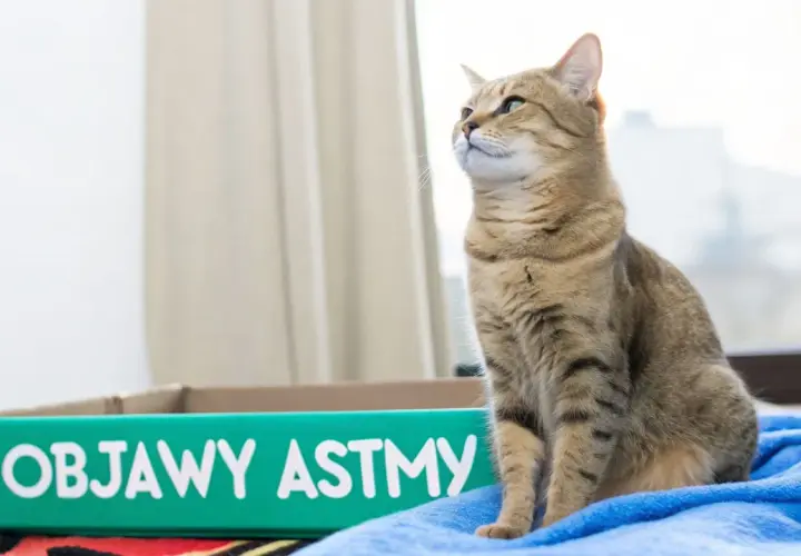 Kot siedzi obok kuwety z napisem "Objawy astmy".