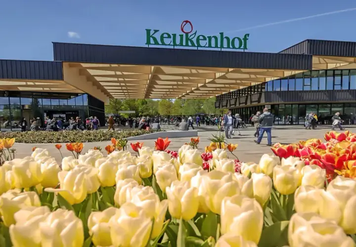 Keukenhof kiedy najlepiej jechać, aby zobaczyć tulipany w pełnym rozkwicie