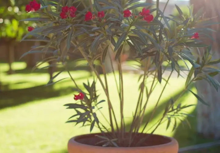 Laurier rose en pot, prêt pour un rempotage. Ses fleurs rouges éclatent sous le soleil.