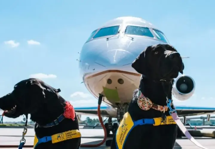 Czy Ryanair przewozi psy? Sprawdź zasady przewozu zwierząt