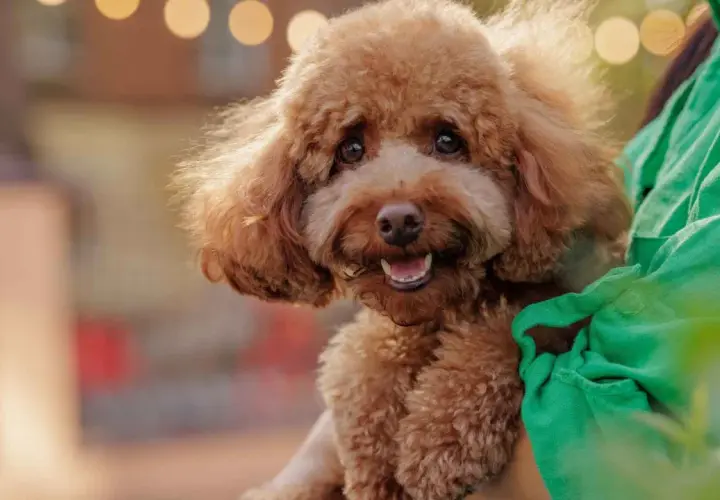 Adorable caniche marrón, un ejemplo de perros que no sueltan pelo, sonríe felizmente mientras es abrazado.
