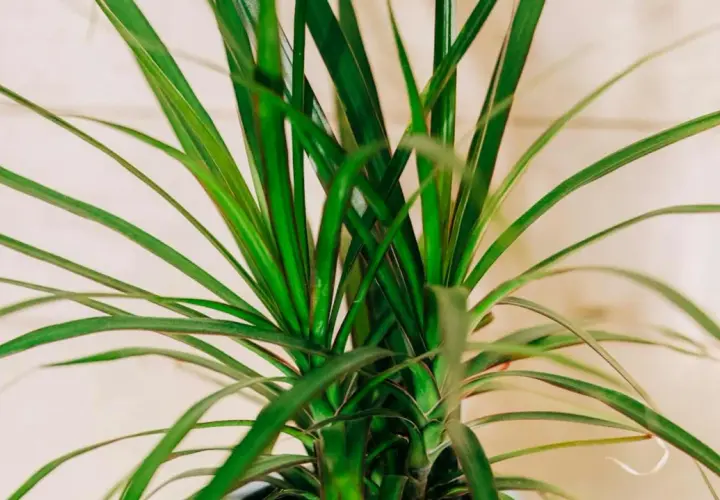 Zielona dracena odmiany o długich, wąskich liściach, tworząca gęsty pióropusz.