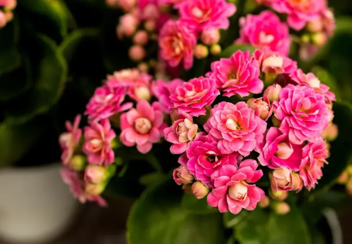Kwitnące kalanchoe w odcieniach różu, z zielonymi liśćmi w tle.
