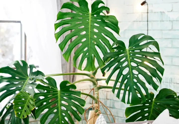 Große, grüne Monstera-Blätter mit charakteristischen Schlitzen und Löchern. Die Pflanze steht vor einem Fenster mit Gardinen und einer hellen Ziegelwand. Tipps zur Monstera Pflege sind hier gut sichtbar.