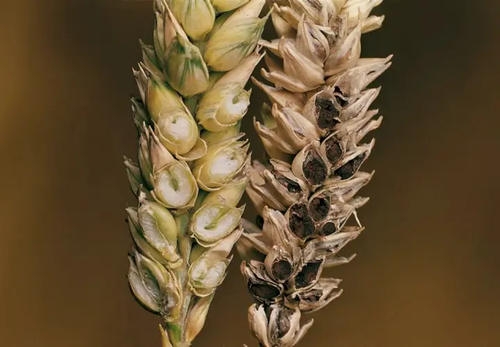 Épis de blé comparant un grain sain et un grain atteint de carie du blé, montrant la destruction des grains sains par la maladie.