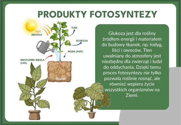 Ilustracja pokazuje, czym jest fotosynteza: roślina pobiera światło, wodę, dwutlenek węgla i minerały, by wytworzyć glukozę i tlen.