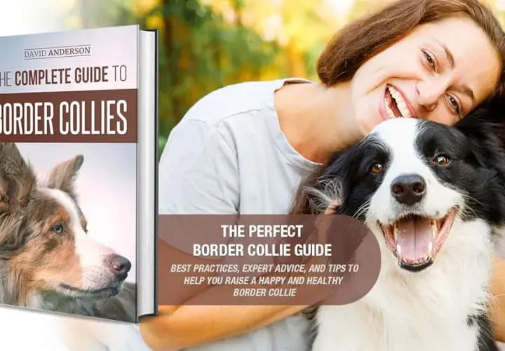 Jak wytresować Border Collie? Kompletny przewodnik dla początkujących