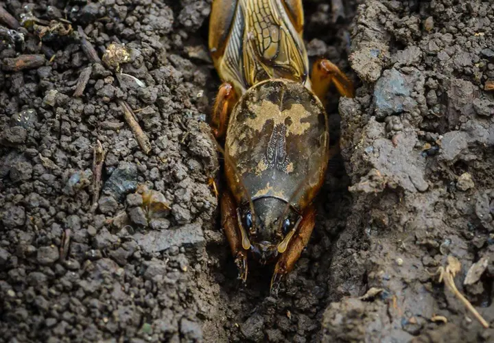 Insetti che fanno buchi nel terreno, un talpa che scava il suo tunnel.