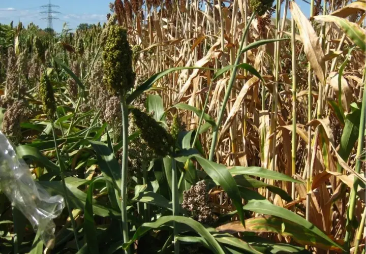 Ein Feld mit reifender Hirse. Die grünen Kolben stehen neben trockenen Halmen, ein Zeichen für den erfolgreichen Anbau.