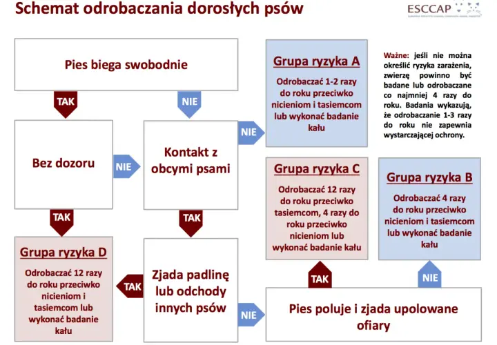 Schemat odrobaczania psów: jak często odrobaczać psa zależy od jego stylu życia i kontaktu z innymi zwierzętami.