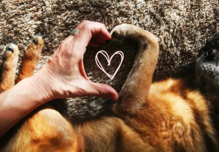 A hand forms a heart shape with a dog's paw, a sweet gesture showing signs your dog loves you.