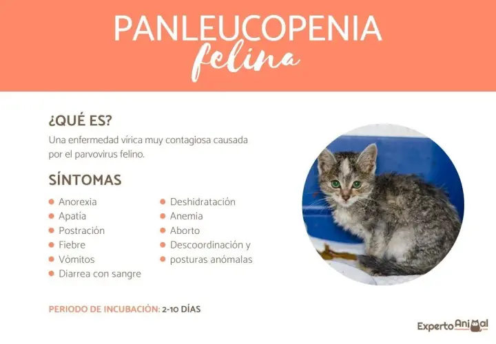Gatito con aspecto enfermo, síntomas de panleucopenia felina: anorexia, fiebre, vómitos, diarrea, deshidratación y anemia.
