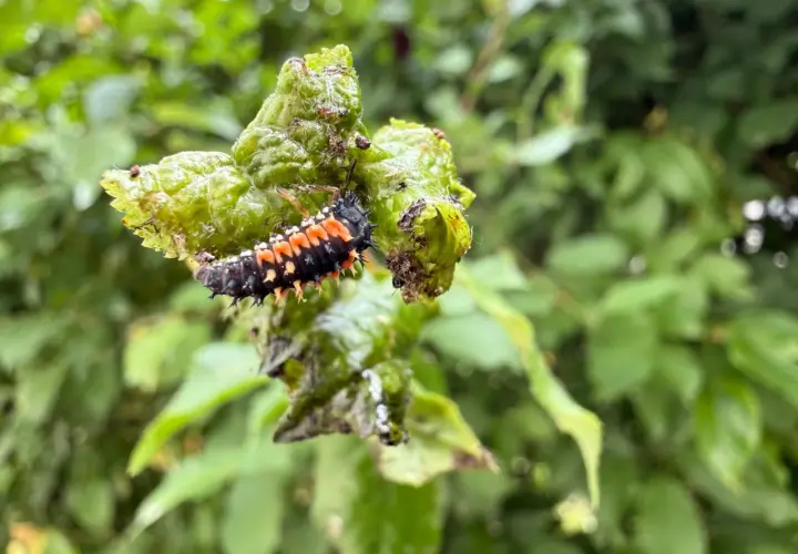 Larwa biedronki, która pokazuje, co jedzą biedronki, żeruje na zielonym liściu.