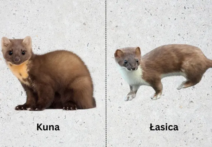 Kuna po lewej, łasica po prawej. Dwa podobne, ale różne drapieżniki.