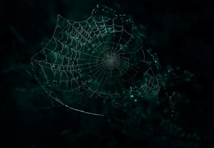 Una telaraña con gotas de rocío brilla en la oscuridad, como un sueño con telarañas.