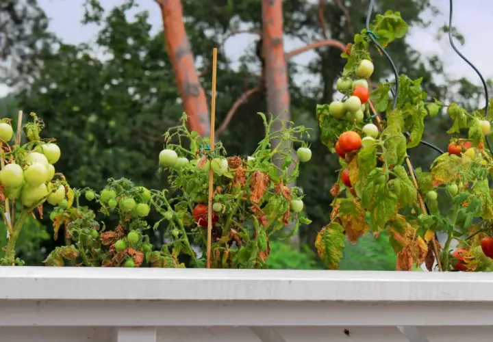 Reife und grüne Tomaten an Pflanzen im Wintergarten, die an Stöcken befestigt sind.