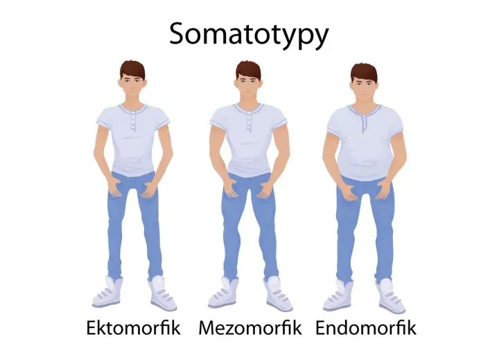 Trzech mężczyzn: ektomorfik (szczupły), mezomorfik (umięśniony) i endomorfik (zaokrąglony), ilustrujących somatotypy.