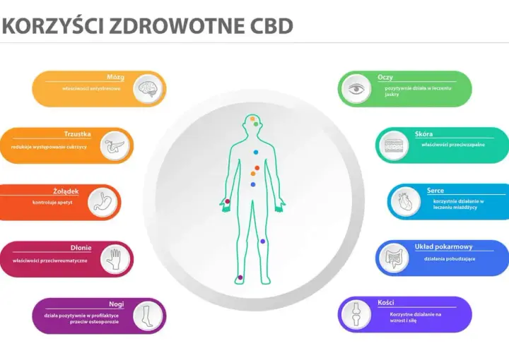 CBD działanie: wspiera mózg, trzustkę, żołądek, dłonie, nogi, oczy, skórę, serce, układ pokarmowy i kości.