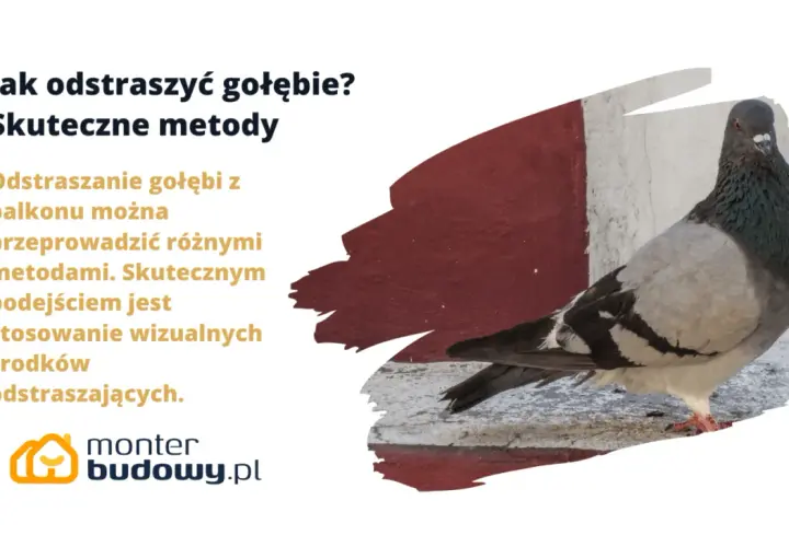Gołąb na balkonie. Dowiedz się, jak odstraszyć gołębie, stosując skuteczne metody wizualne.