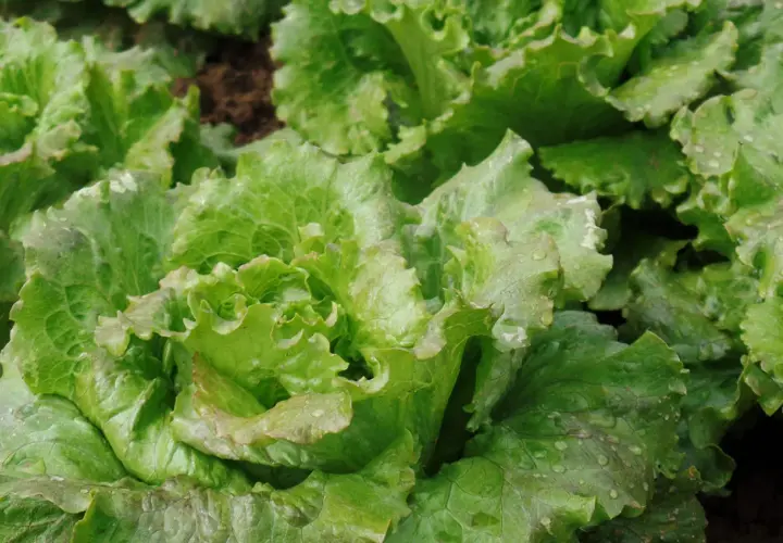 Lattuga Canasta fresca e croccante, con gocce di rugiada sulle foglie verdi e ondulate, pronta per un'insalata estiva.
