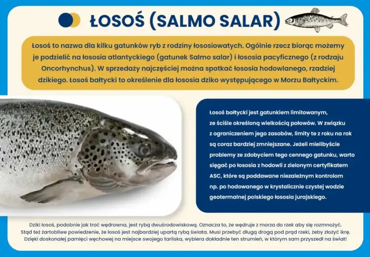 Łosoś bałtycki, cenny gatunek ryby, którego połowy są limitowane. Warto szukać łososia z certyfikatem ASC.