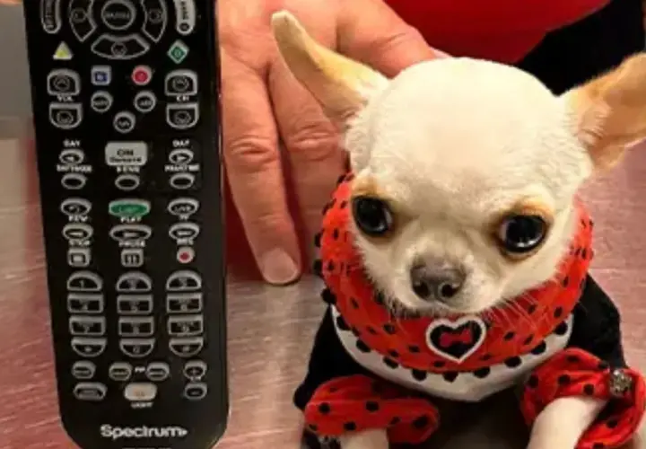 Un diminuto chihuahua con un traje de mariquita, junto a un control remoto. ¿Cuánto vale el perro más pequeño del mundo?