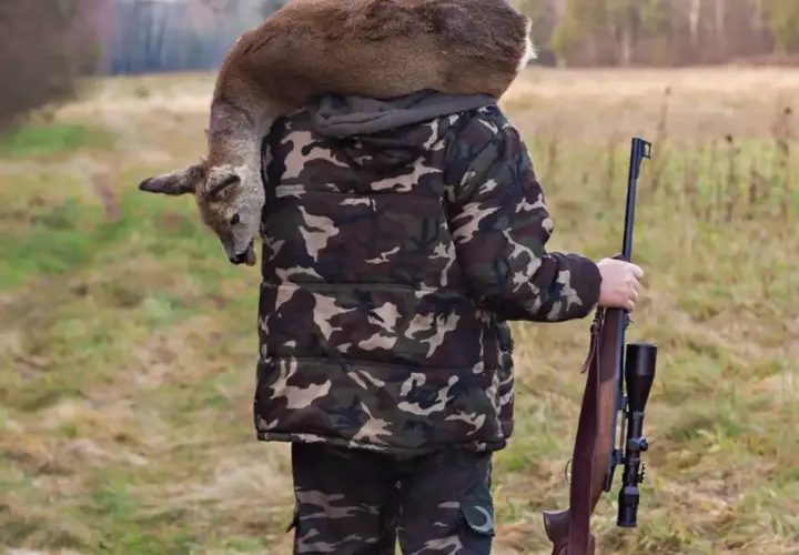 Myśliwy w kamuflażu niesie na ramieniu upolowanego sarnę i trzyma sztucer.