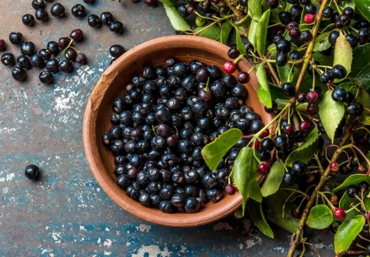 Schwarze Beeren in einer Schale und an Zweigen. Informieren Sie sich über mögliche maqui-beere nebenwirkungen, bevor Sie sie konsumieren.