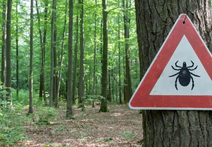 Kleszcze nie spadają z drzew! Gdzie ich szukać i jak się chronić?