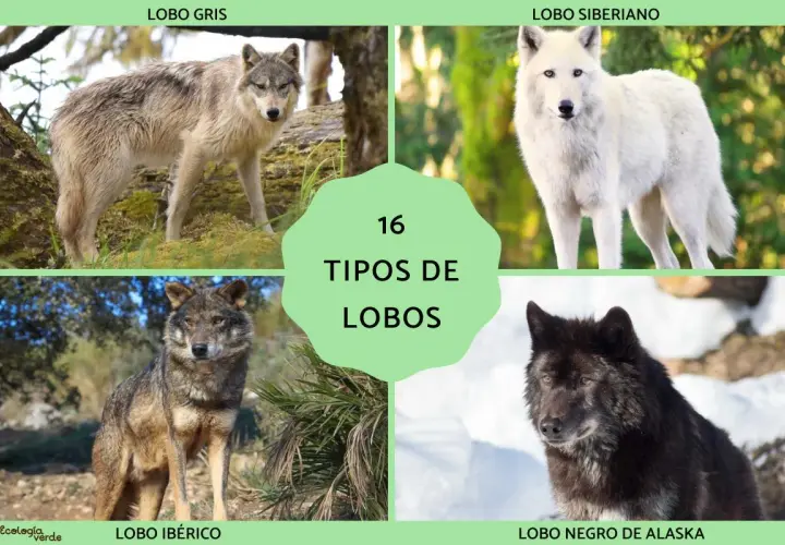 Explora 16 tipos de lobos: lobo gris, siberiano, ibérico y negro de Alaska, entre otros.