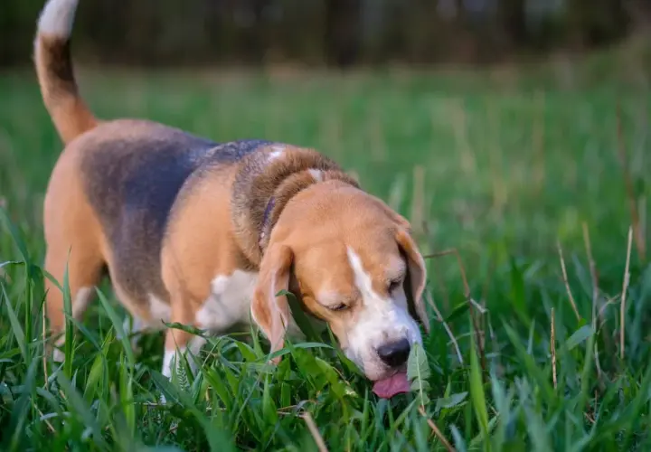 A beagle in a grassy field is shown with its tongue out, eating grass. This image captures a common behavior, raising the question: why do dogs eat grass?