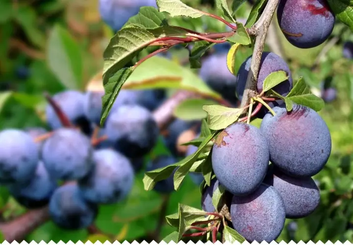 Gros plan sur des prunes Reine Claude mûres sur une branche, évoquant la richesse de la durée de vie d'un prunier.