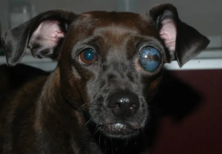 Primer plano de un perro con glaucoma en un ojo, que se ve azul y nublado.