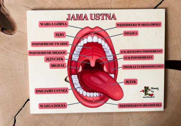Edukacyjna tablica z jamą ustną, pokazująca m.in. podniebienie dolne, język i zęby.